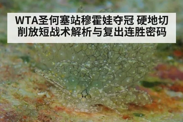 WTA圣何塞站穆霍娃夺冠 硬地切削放短战术解析与复出连胜密码